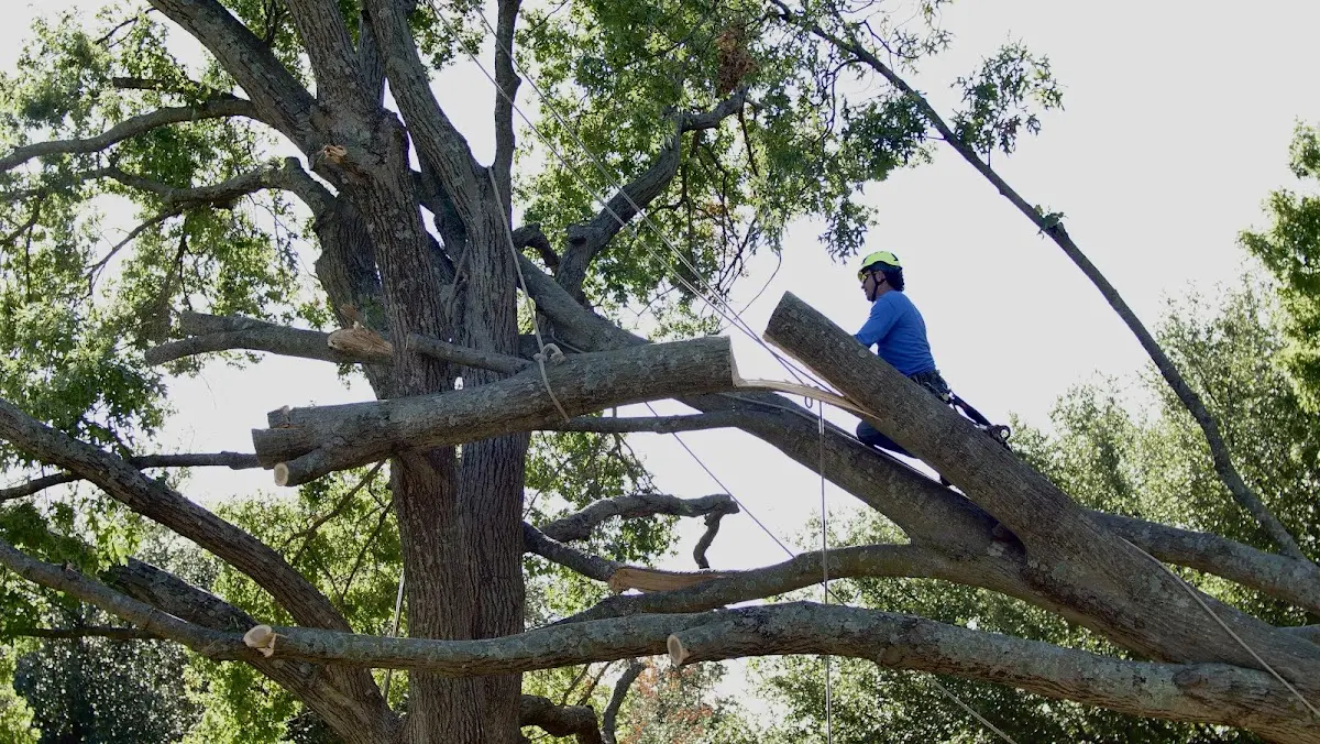 Professional Crown Thinning performed by certified arborists in Trempealeau