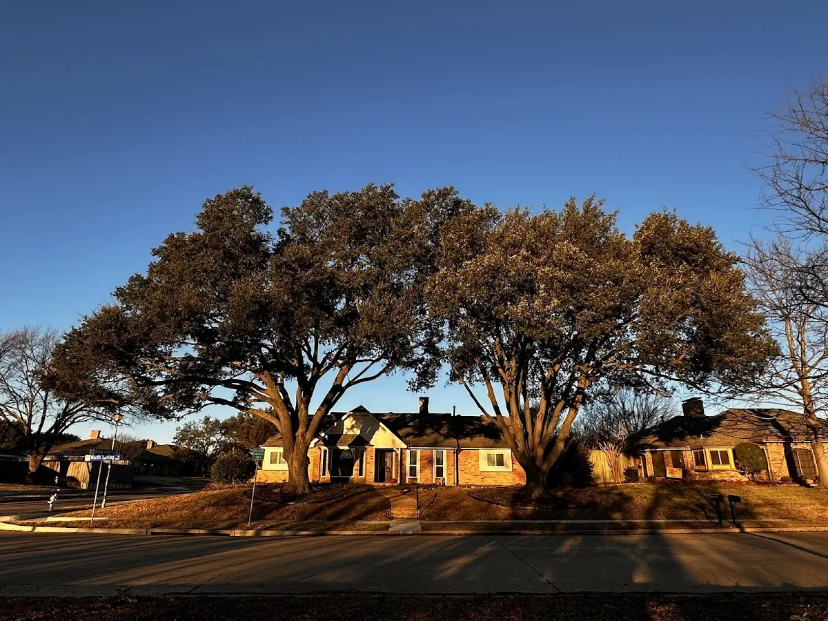 Established residential canopy tree shading a home in Trempealeau
